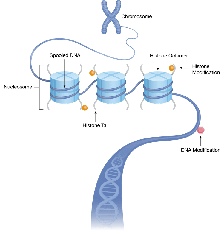 Chromatin